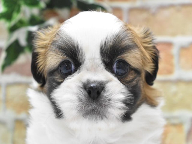 熊本県のハーフ犬 (ペッツワン熊本宇土店/2024年2月4日生まれ/男の子/フォーンホワイト)の子犬
